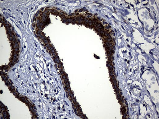 TIM23 Antibody (clone OTI2F5, Carrier-free)