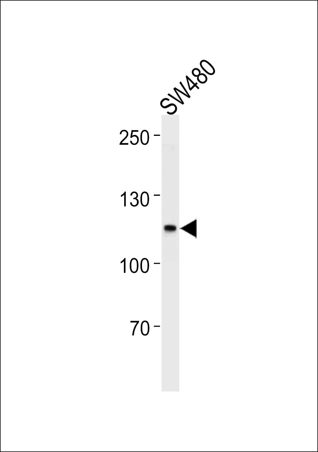 Polyclonal Rabbit anti-Human MSH2 Antibody (aa637-665, IF, WB)