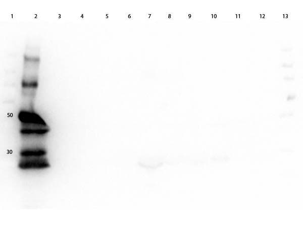 Goat Anti-Guinea Pig IgG Secondary Antibody (HRP)