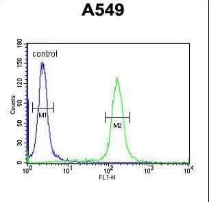 IHC-plus™ Polyclonal Rabbit anti-Human KLHL9 Antibody (aa299-326, IHC, WB)