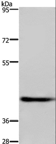 DRG1 / NEDD3 Antibody