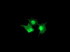 LENG1 Antibody (clone OTI1E6, Carrier-free)