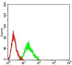 Monoclonal Mouse anti-Human CHRM5 / M5 Antibody (clone 7E5H11, WB)