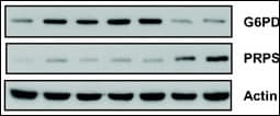 ARTS Antibody (aa79-109)