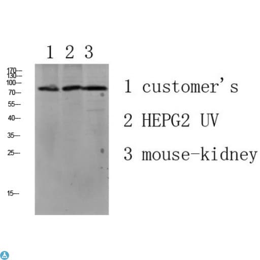 Polyclonal Rabbit anti-Human LHCGR / LHR / LH Receptor Antibody (WB)
