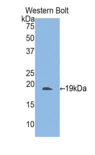 ITGAM / CD11b Antibody (aa301-451, Cy3)