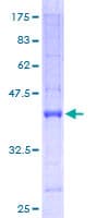 Human GLRX2 / Glutaredoxin 2 Protein (Recombinant GST)
