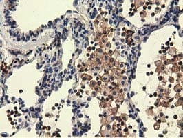 UHMK1 / KIS Antibody (clone OTI2H4, Carrier-free)