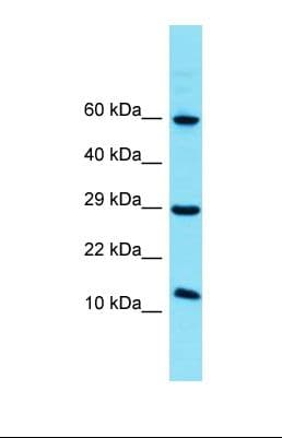 FAM32A Antibody (aa33-82)