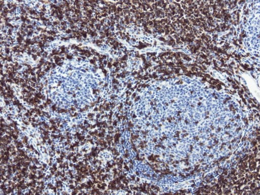 Monoclonal Mouse anti-Human CD3E Antibody (clone UMAB54, Carrier-free, IHC, IF, WB)