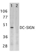 CD209 / DC-SIGN Antibody