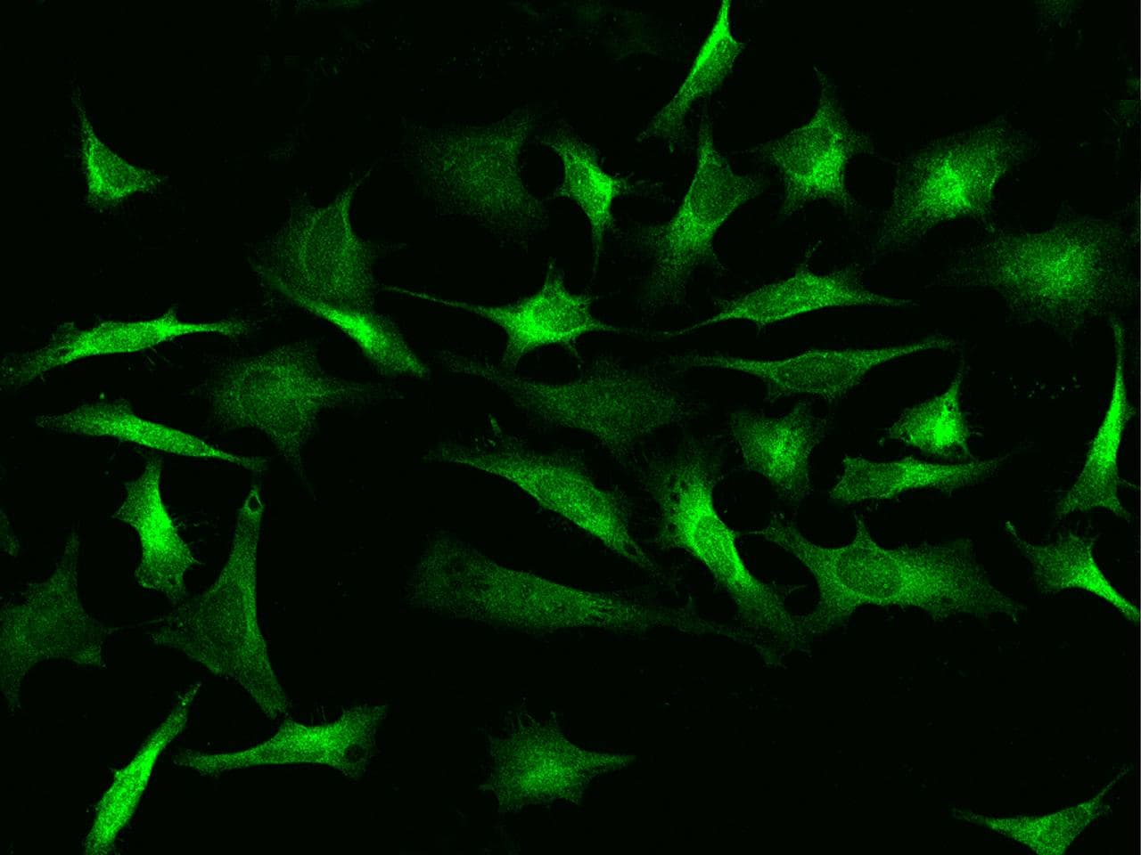 Polyclonal Rabbit anti-Human PHGDH Antibody (Preservative Free, IHC, IF, WB)