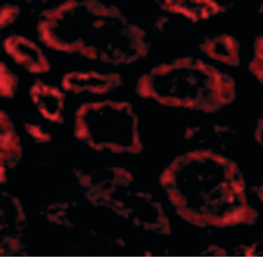 IHC-plus™ SKI Antibody