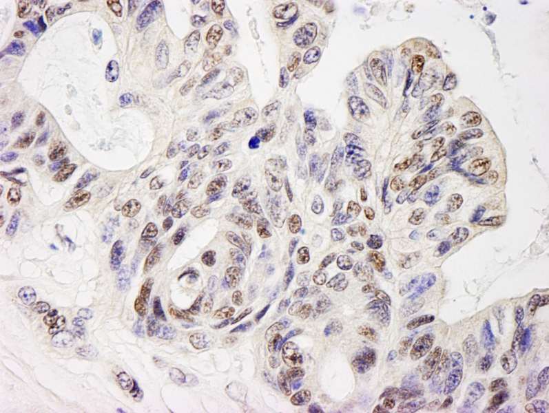ELF1 Antibody (aa569-619)