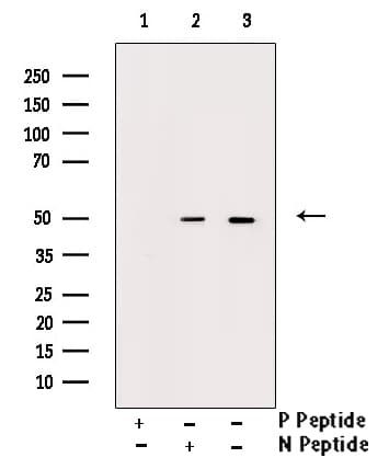Polyclonal Rabbit anti-Human SMAD3 Antibody (phospho-Ser204, IF, WB)
