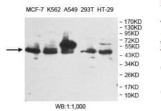 ARFGAP1 Antibody (aa11-204)