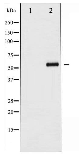 CDC25B Antibody (phospho-Ser353)