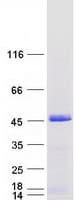 Human BABAM1 / HSPC142 Protein (Recombinant Myc-DDK (Flag))