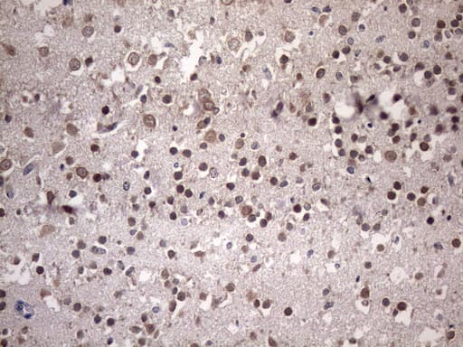 NUP43 Antibody (aa1-253, clone OTI6F8)