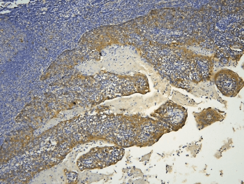 HOOK2 Antibody
