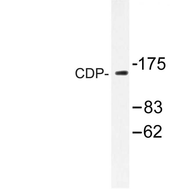 CUX1 / CASP Antibody (Gln24)