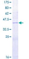Human DUSP10 / MKP5 Protein (Recombinant GST)