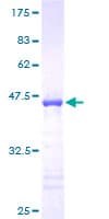 Human ENSA Protein (Recombinant GST)