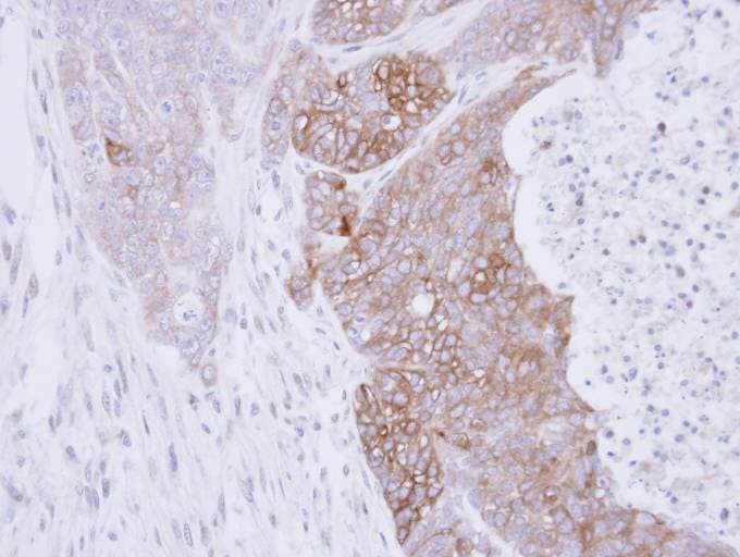RAB3C Antibody (aa1-227)