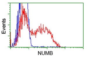 Monoclonal Mouse anti-Human NUMB Antibody (clone OTI1A7, IF, WB)