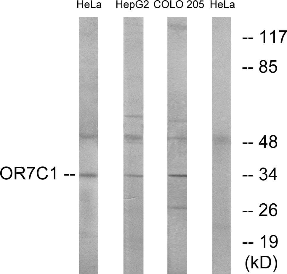 OR7C1 Antibody