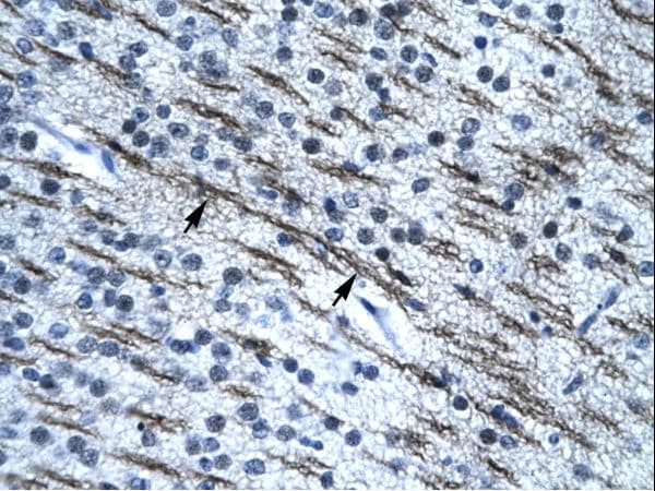 SSBP2 Antibody (aa131-180, Biotin)