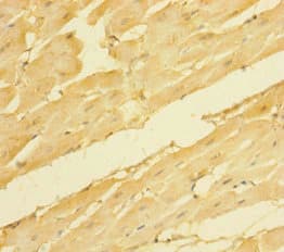 NRN1 / Neuritin Antibody