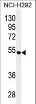 TRIM5 Antibody (aa371-399)
