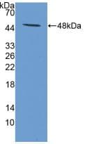 IFNA1 / Interferon Alpha 1 Antibody (Cy3)