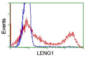LENG1 Antibody (clone OTI1G5)