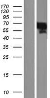 Human YAP / YAP1 Protein (Over-Expression Lysate Myc-DDK (Flag))