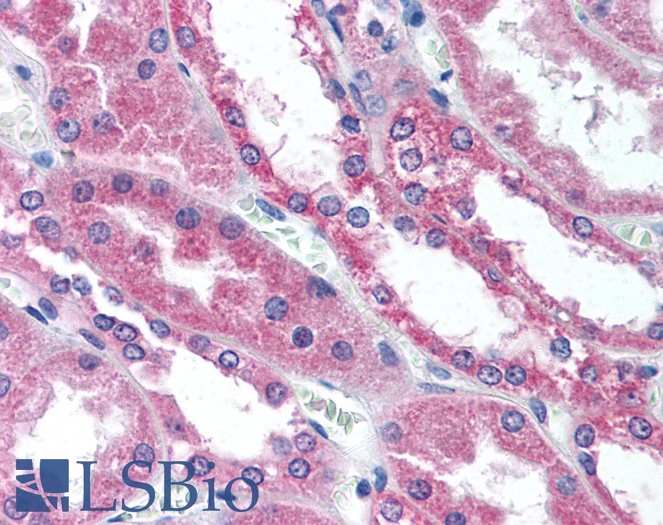 IHC-plus™ WNT1 Antibody (Internal)