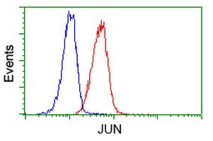Monoclonal Mouse anti-Human JUN / c-Jun Antibody (clone OTI3G2, IF, WB)
