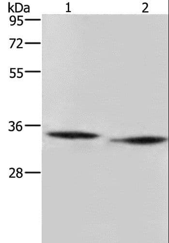 Polyclonal Rabbit anti-Human AMDHD2 Antibody (IHC, WB)