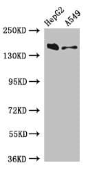 DOT1L / DOT1 Antibody