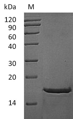 Mouse FGF2 / Basic FGF Protein (Recombinant)