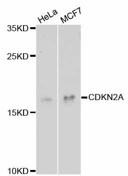 p16INK4a / CDKN2A Antibody