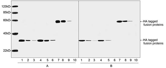 Monoclonal Mouse Hemagglutinin / HA Tag Antibody (clone 5E11D8, IF, WB)