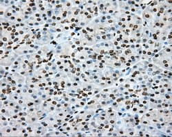 CYP1A2 Antibody (clone OTI6E2, Carrier-free)
