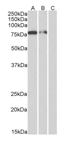 His Tag Antibody (His tag (C-term), clone 3D5)