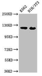 XPO1 / CRM1 Antibody