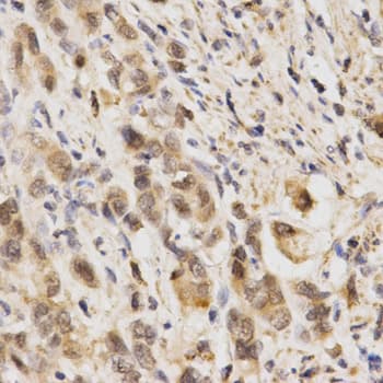 NFE2L2 / NRF2 Antibody