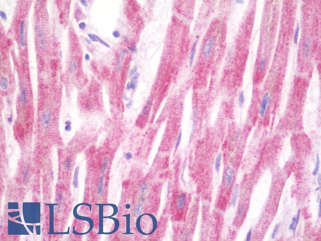 IHC-plus™ ULK2 Antibody
