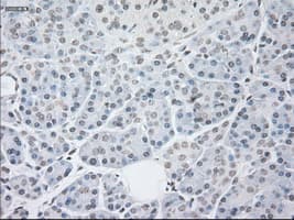 Monoclonal Mouse anti-Human GFAP Antibody (clone OTI5D7, IHC, WB)