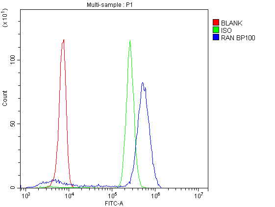 RAN Antibody